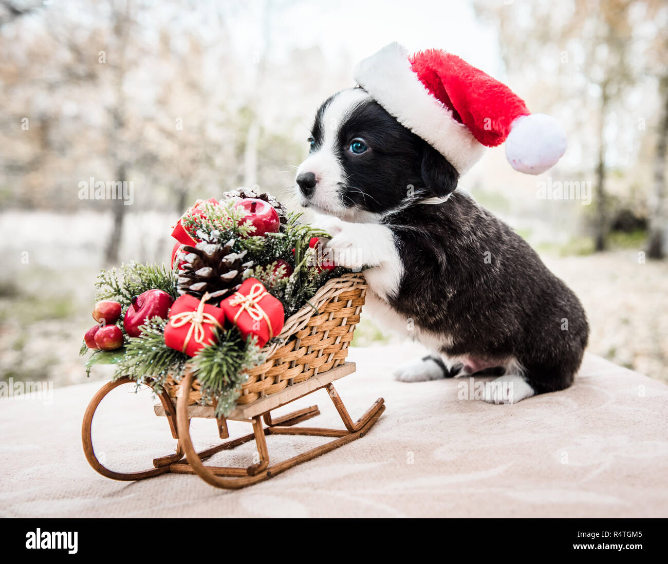 Corgi puppy in santa hat sullo sfondo inverno Foto Stock