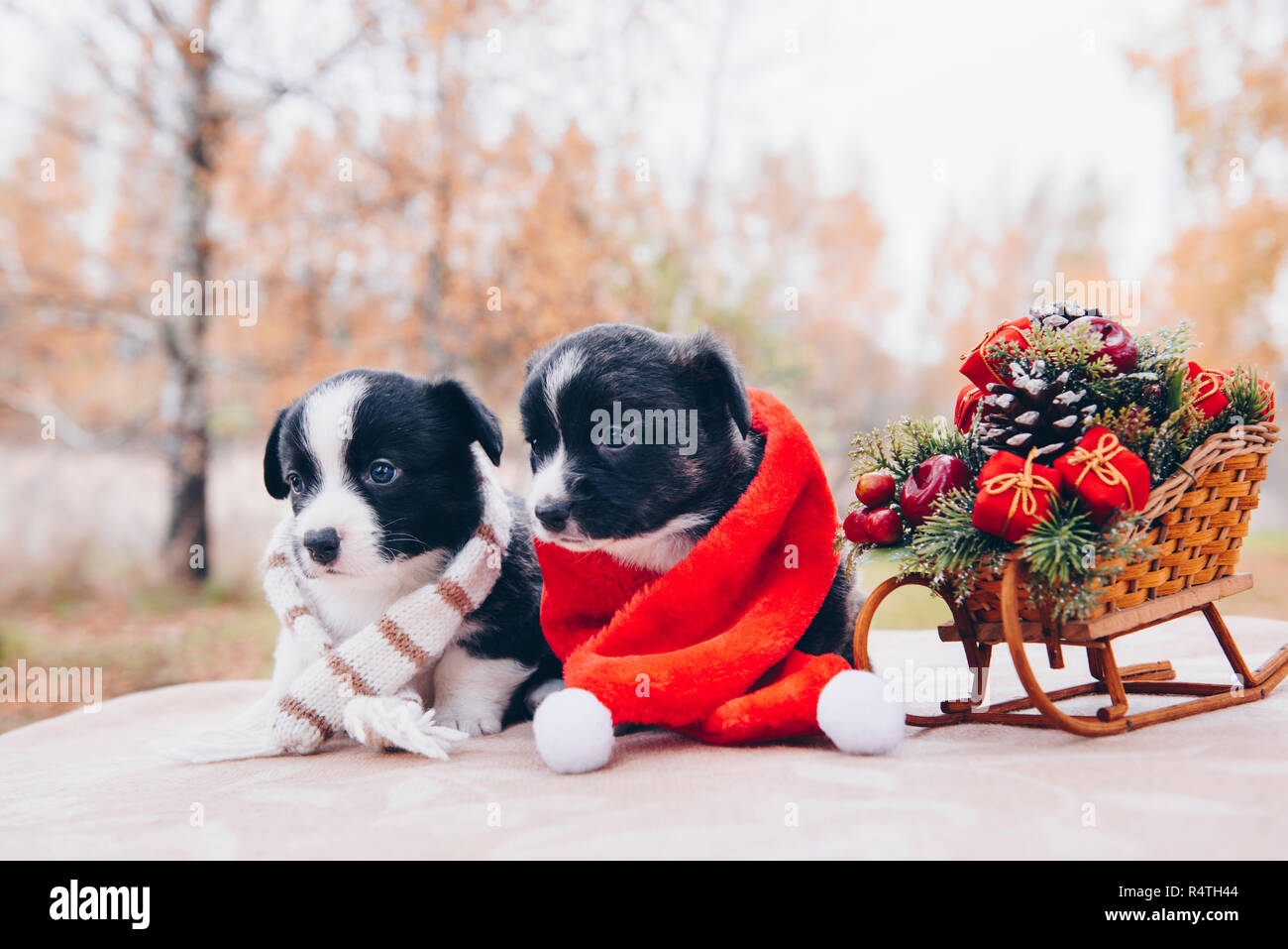 Funny corgi cucciolo cani in santa vestiti Foto Stock