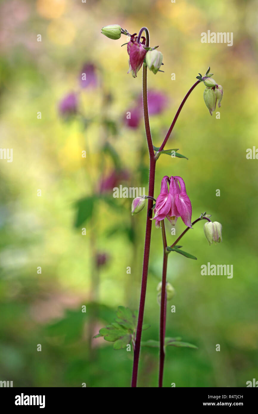 Aquilegia alpina aquilegia vulgaris nella luce Foto Stock