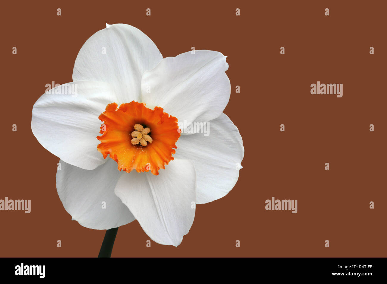 Daffodil bianco su marrone Foto Stock