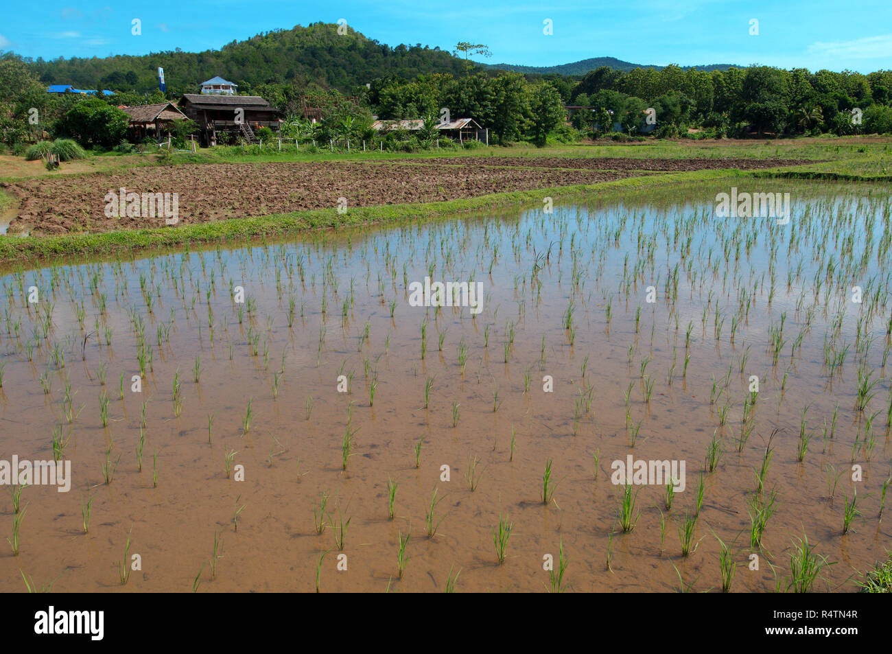 Campo di riso, Loei provincia, Thailandia Foto Stock