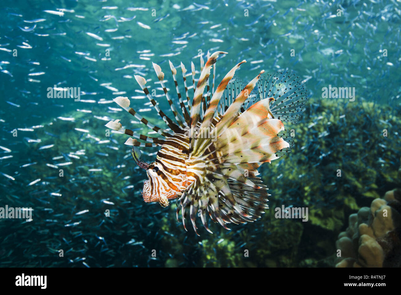 Caccia leone rosso (pterois volitans) su una grande scuola di pesce Hardyhead Silverside (Atherinomorus lacunosus), Mar Rosso, Dahab Foto Stock