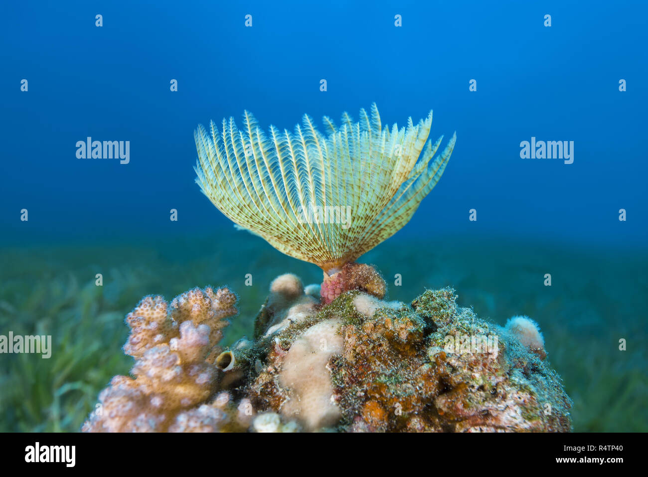 Indian Feather Duster Worm (Sabellastarte spectabilis), Mar Rosso, Dahab, Egitto Foto Stock