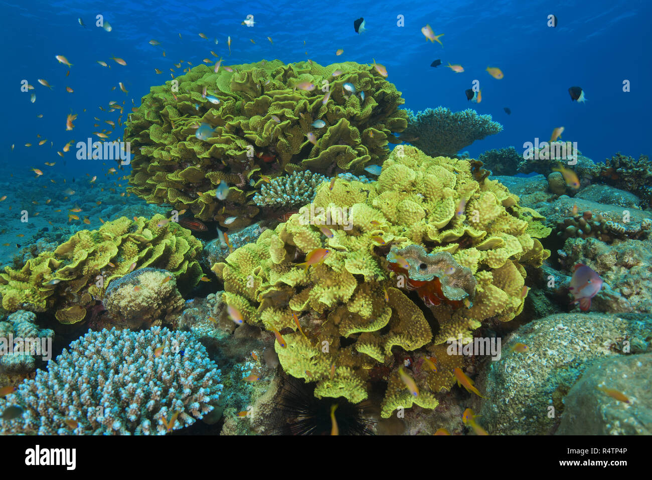 Scuola di pesce nei pressi di corallo disco (Turbinaria mesenterina), Mar Rosso, Dahab, Egitto Foto Stock