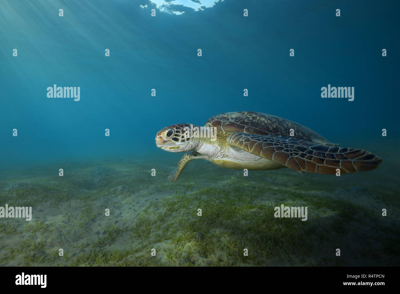Tartaruga Verde (Chelonia Mydas) nuotare sopra la parte inferiore sabbiosa con erba di mare, Mar Rosso, Marsa Alam, Abu Dabab, Egitto Foto Stock