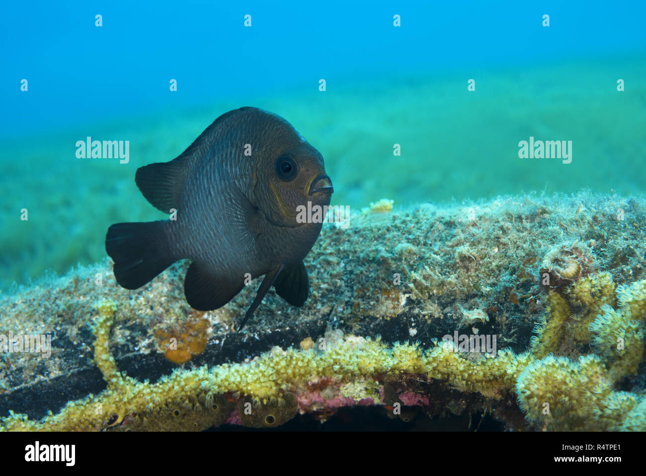 Grigio Humbug (Dascyllus marginatus), reef artificiale, Mar Rosso, Dahab, Egitto Foto Stock