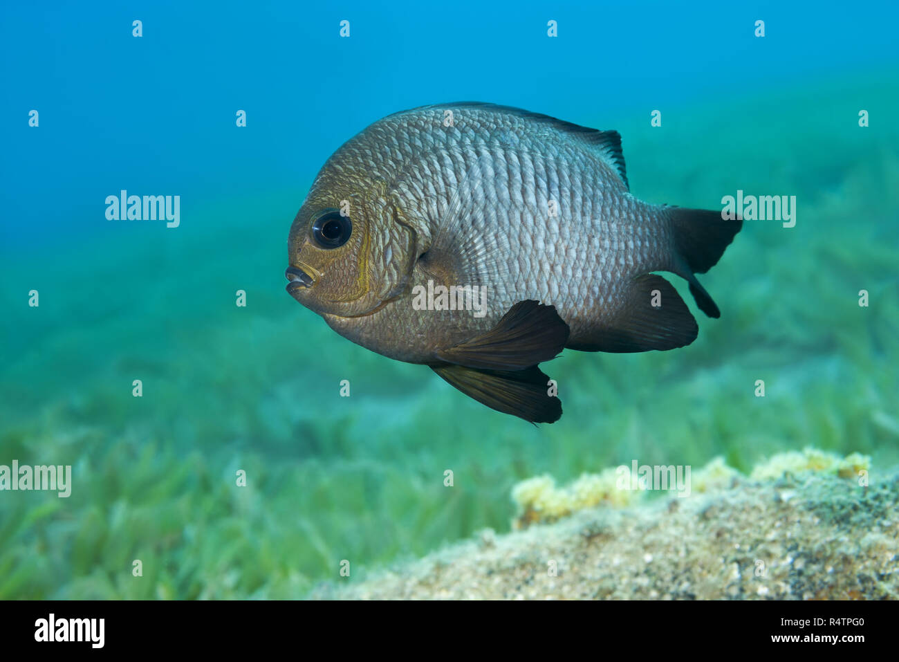 Grigio Humbug (Dascyllus marginatus) galleggia sopra il mare di erba, Mar Rosso, Dahab, Egitto Foto Stock