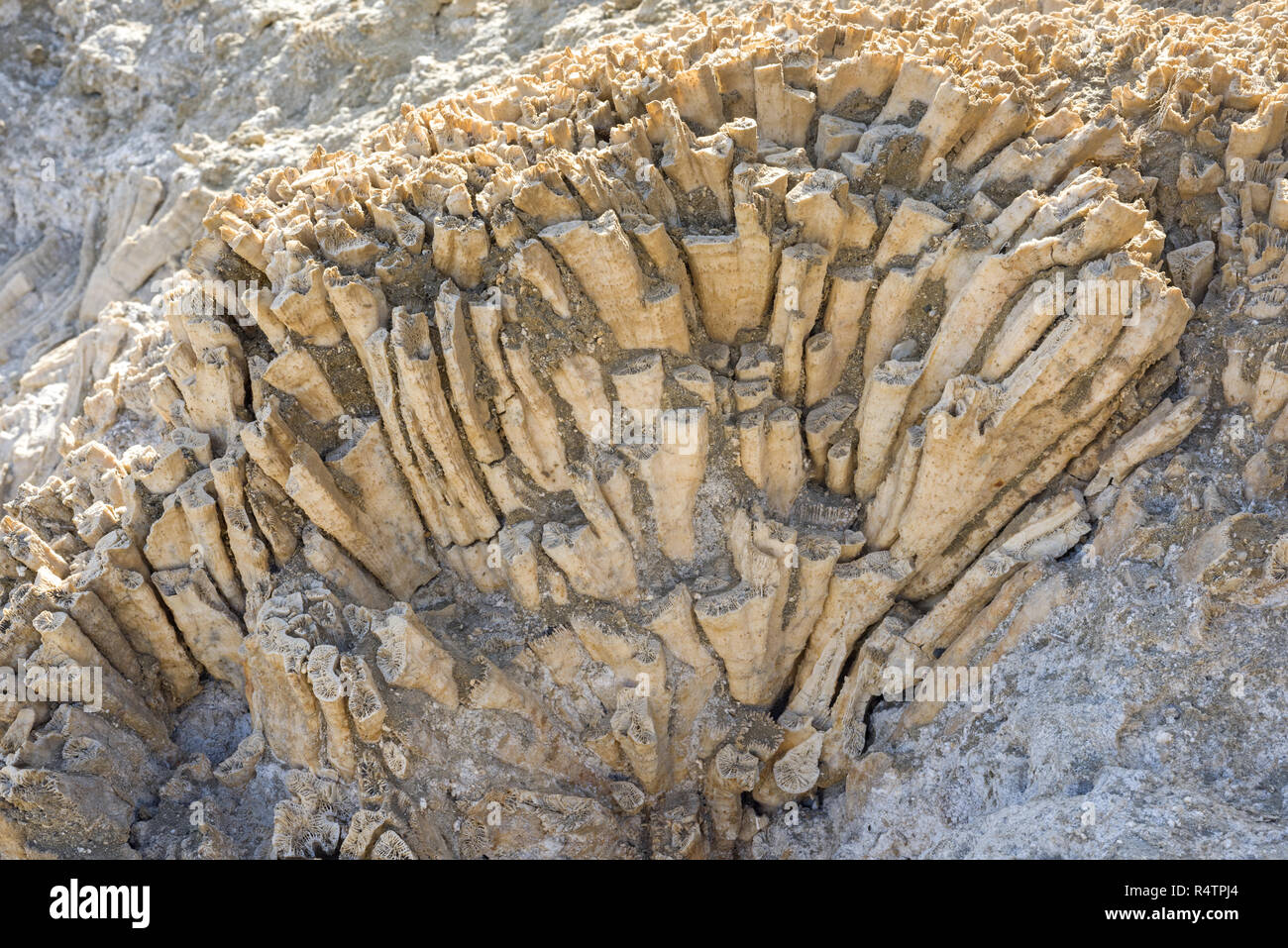 Coralli fossili, Marsa Alam, Egitto Foto Stock