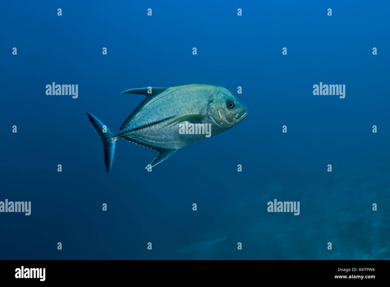 Black Jack (Caranx lugubris), Oceano Indiano, Maldive Foto Stock