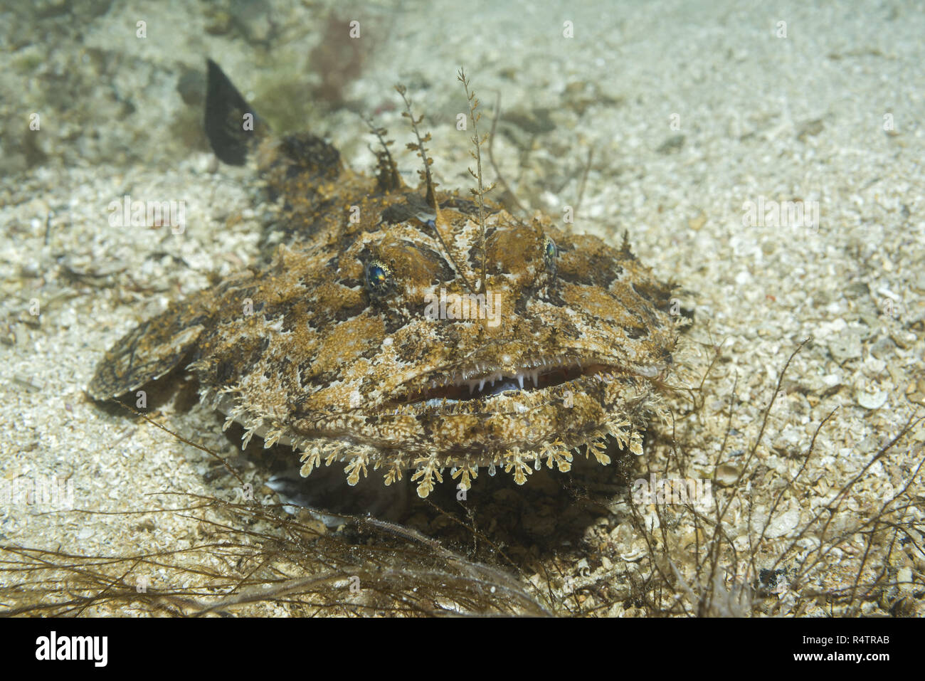 Rana pescatrice (Lophius piscatorius) giace sul fondo sabbioso, Norvegese Mare del Nord Atlantico, Norvegia Foto Stock