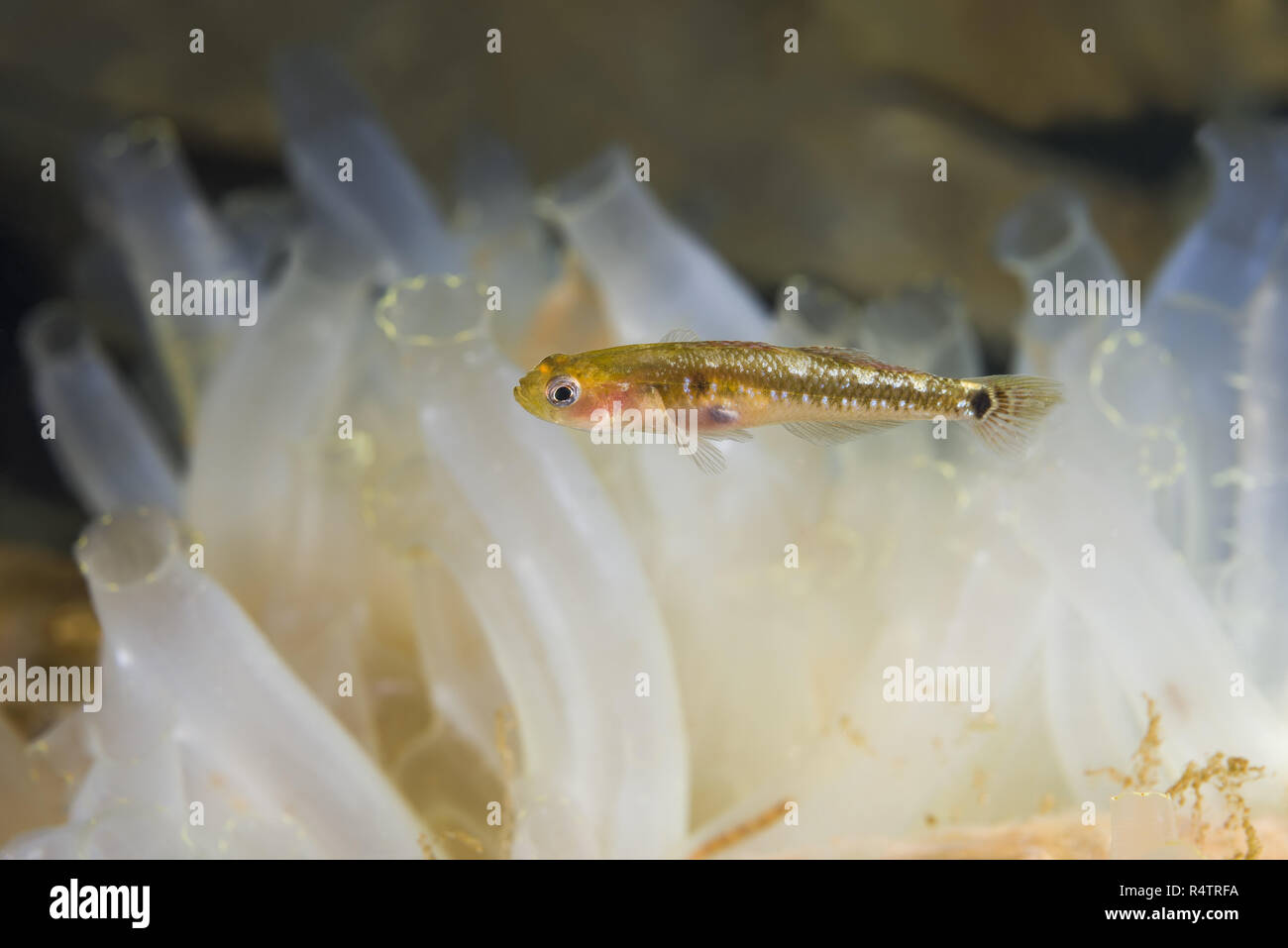 Due spotted ghiozzo (Gobiusculus flavescens) nuotare nel corso colonia di mare trasparente squirt o giallo mare Squirt (Ciona intestinalis) Foto Stock
