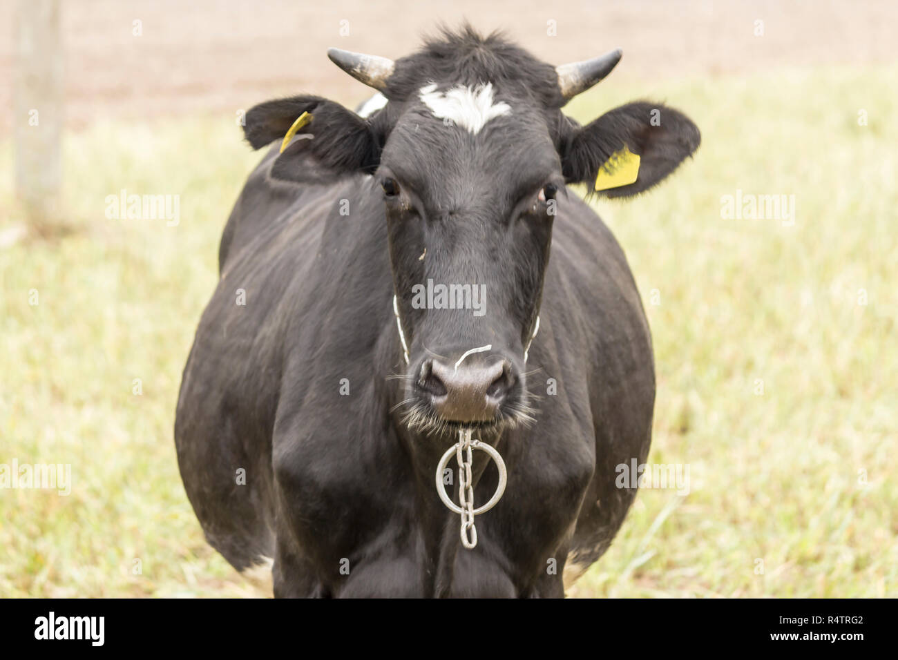 Close-up ñow sono di colore nero e il colore bianco . Holstein il frisone il bestiame. Nel tardo autunno. Dairy Farm. Podlasie, Polonia. Foto Stock