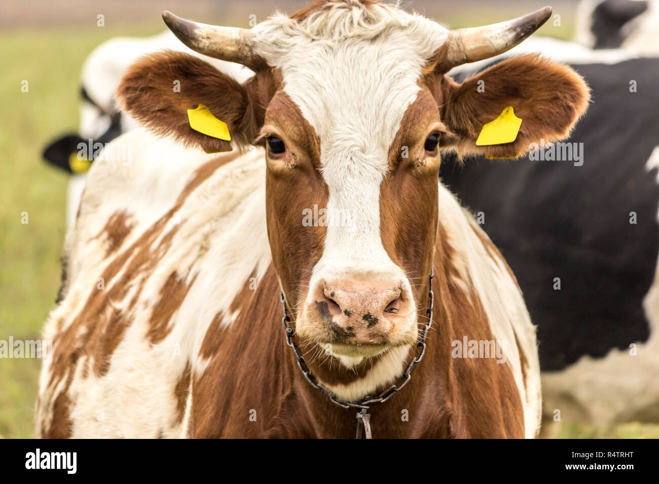 Close-up ñow sono il rosso e il colore bianco . Holstein il frisone il bestiame. Nel tardo autunno. Dairy Farm. Podlasie, Polonia. Foto Stock