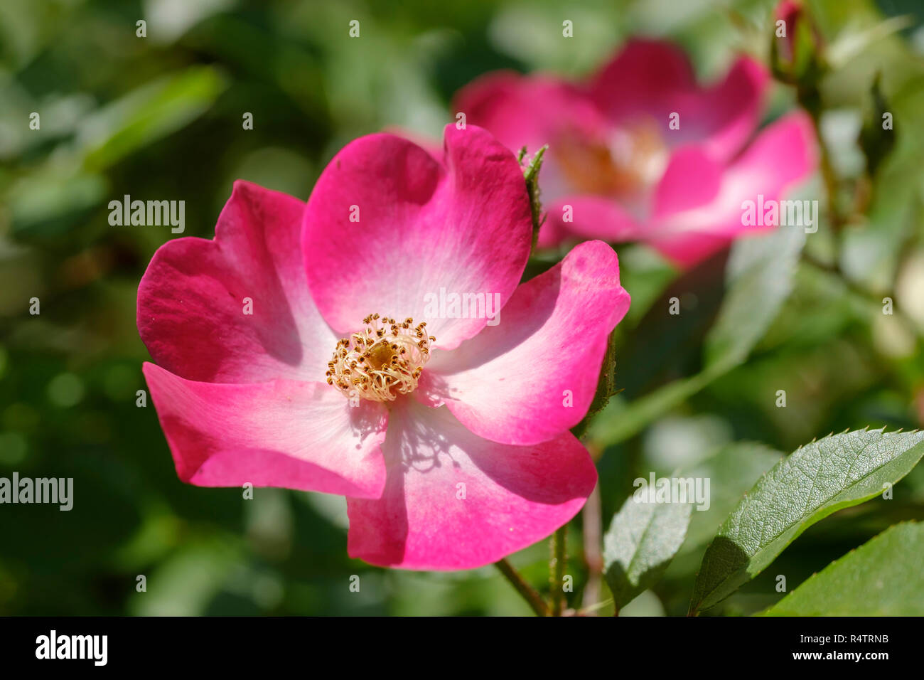 Roseflower (Rosa), un arbusto Bukavu Moschata lente ibrida 1998, Germania Foto Stock