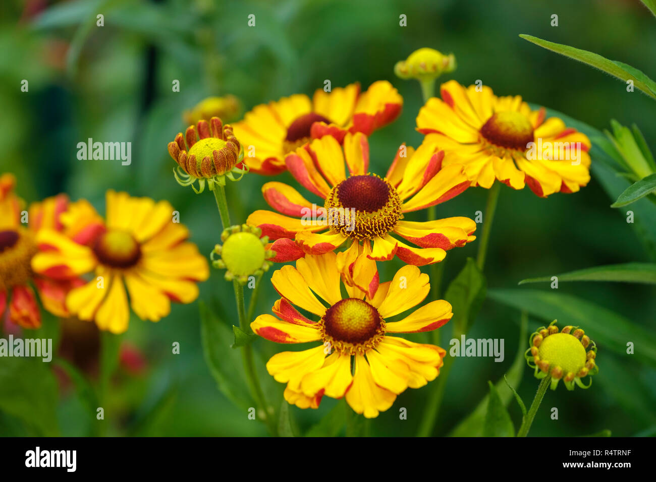 Sneezeweed (Helenium hybridum Biedermeier), Germania Foto Stock