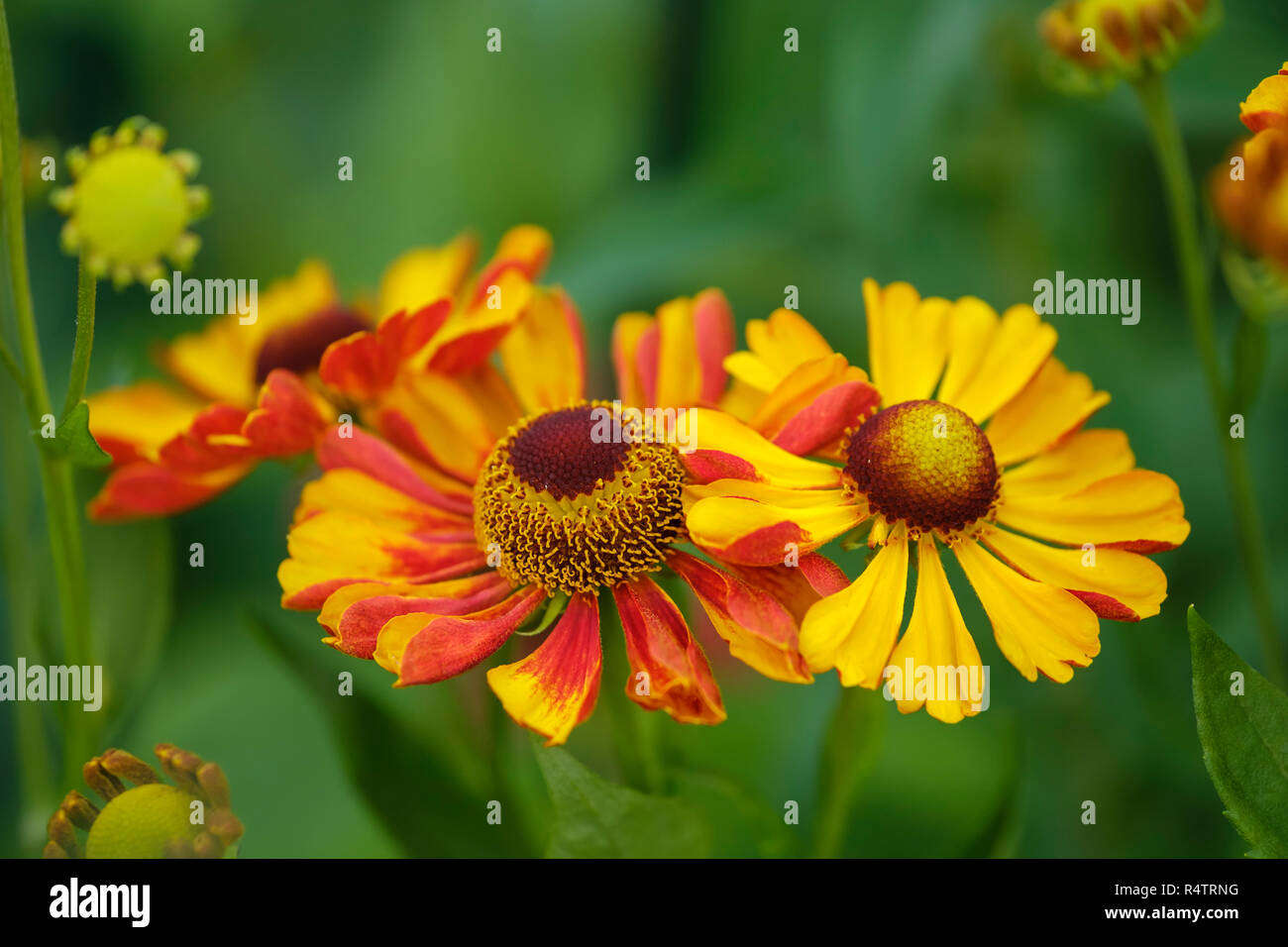 Sneezeweed (Helenium hybridum Biedermeier), Germania Foto Stock