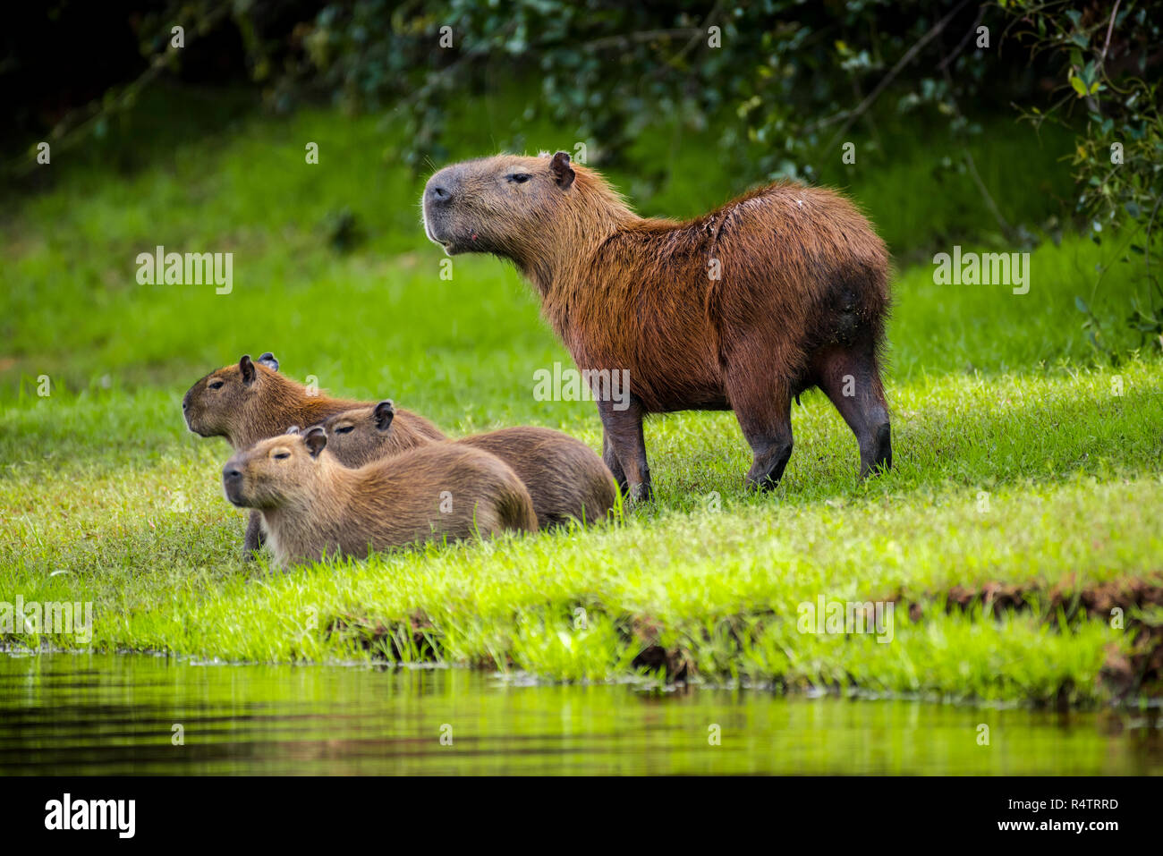 Capybaras (Hydrochoerus hydrochaeris), diga con animali giovani sulla riva, guardando fuori, Pantanal, Mato Grosso do Sul, Brasile Foto Stock