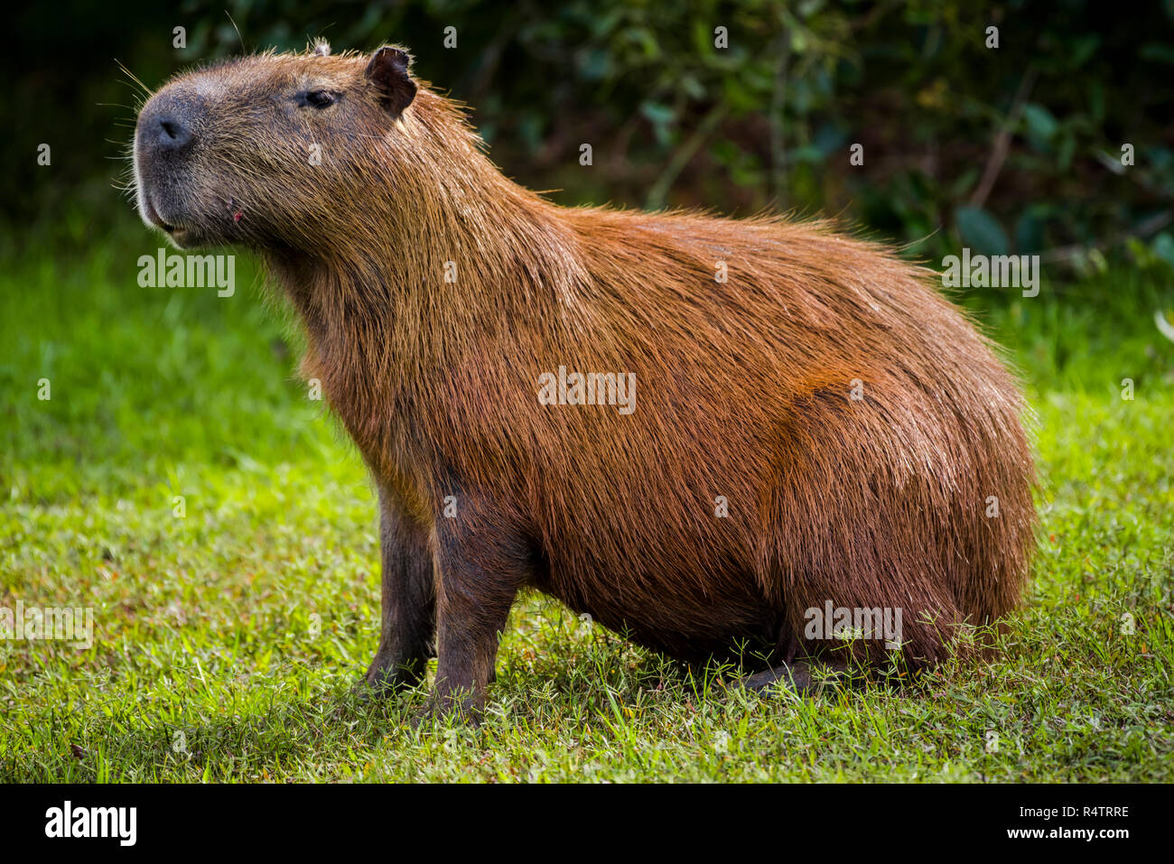 Capibara (Hydrochoerus hydrochaeris), seduta, Pantanal, Mato Grosso do Sul, Brasile Foto Stock