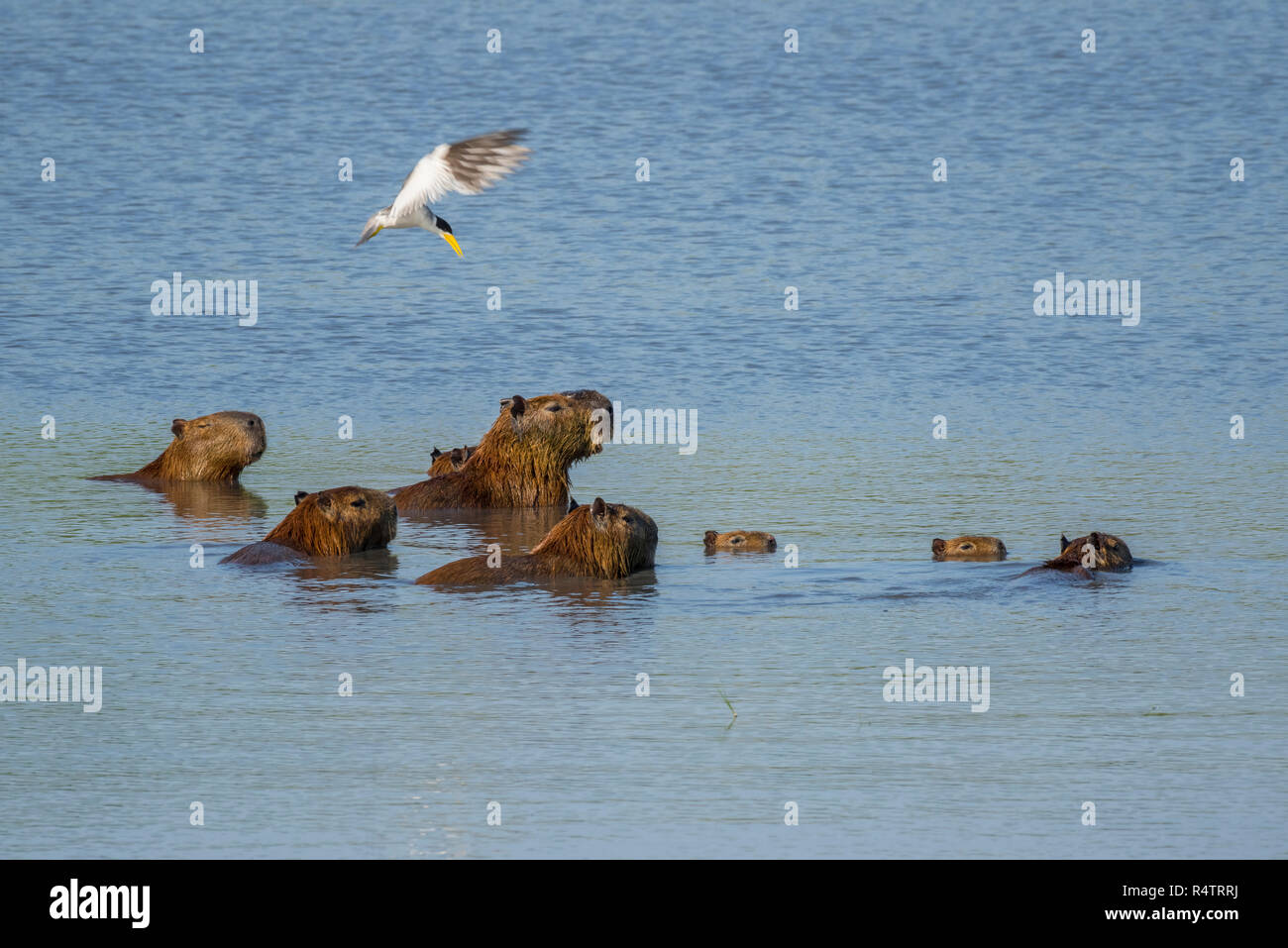 Capybaras (Hydrochoerus hydrochaeris), gruppo in acqua con grandi fatturati tern (Phaetusa simplex), Pantanal, Mato Grosso do Sul Foto Stock