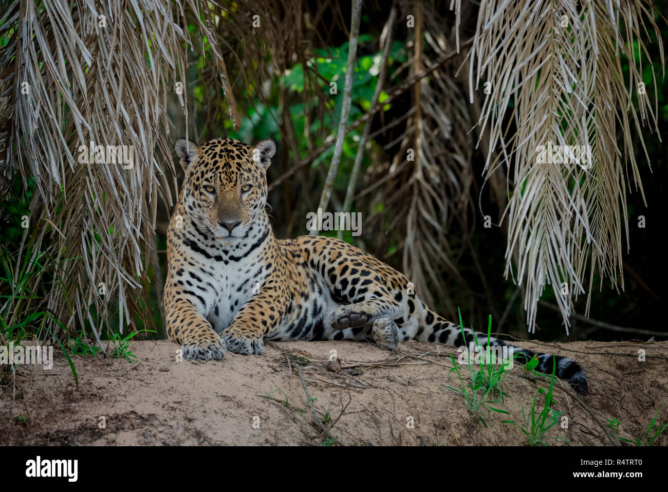 Jaguar (Panthera onca) sul belvedere, rive del Rio Negro, fitta vegetazione, Barranco Alto, Pantanal, Mato Grosso do Sul Foto Stock