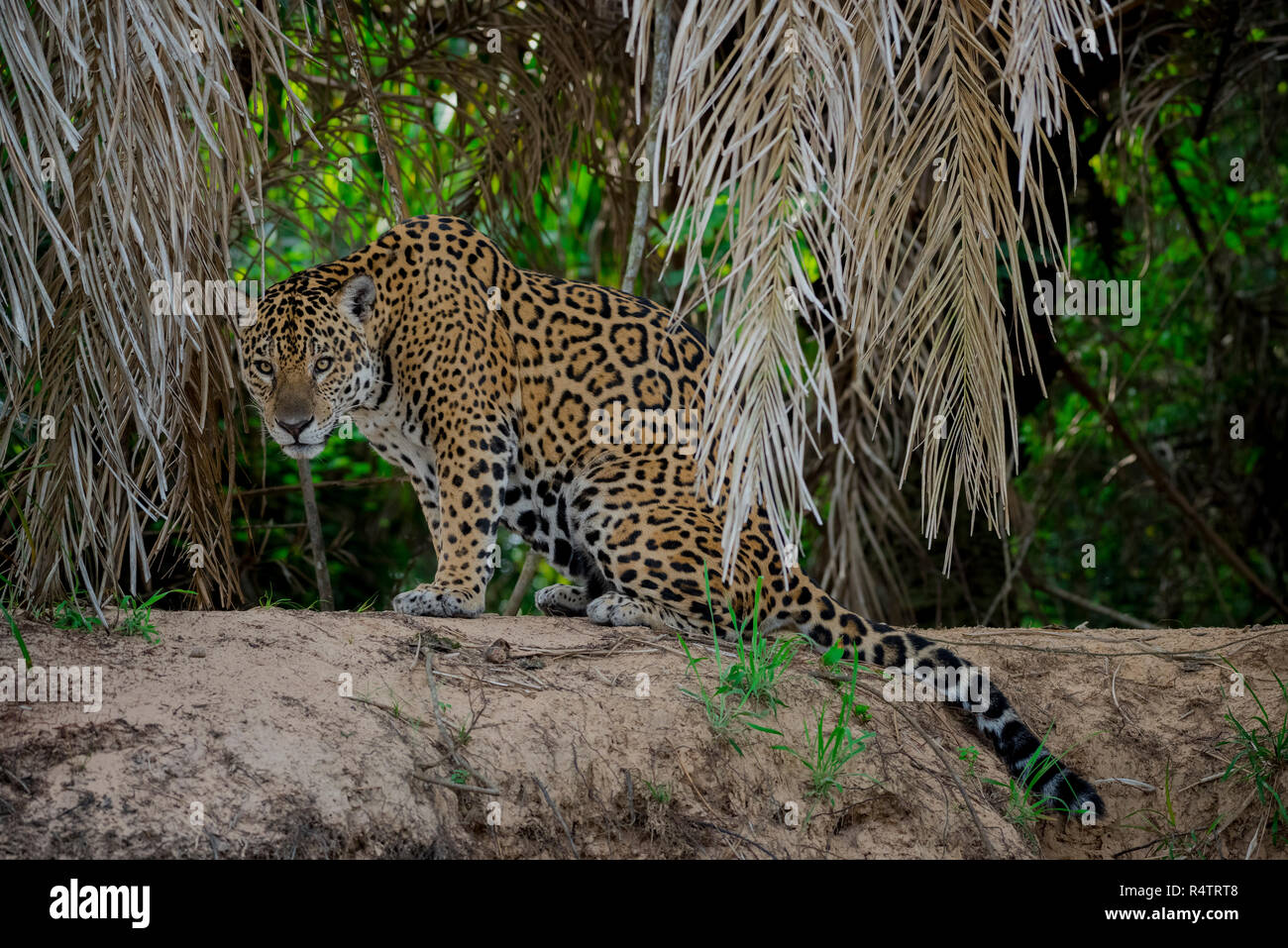 Jaguar (Panthera onca), seduto a guardare fuori dalla riva del Rio Negro, fitta vegetazione, Barranco Alto, Pantanal Foto Stock
