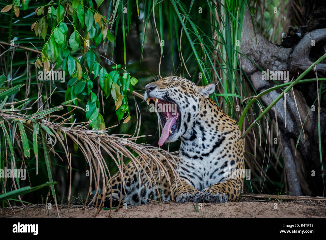 Jaguar (Panthera onca) sbadigli, argini del Rio Negro, fitta vegetazione, Barranco Alto, Pantanal, Mato Grosso do Sul, Brasile Foto Stock