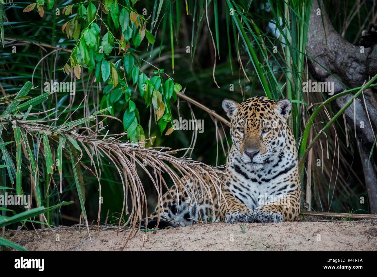 Jaguar (Panthera onca) sul belvedere, rive del Rio Negro, fitta vegetazione, Barranco Alto, Pantanal, Mato Grosso do Sul Foto Stock