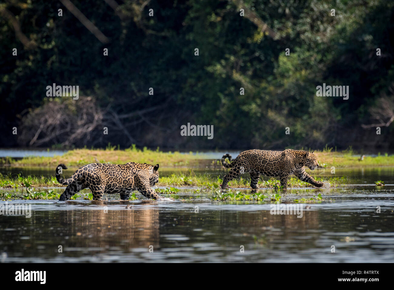 Due giaguari (Panthera onca) attraversare il Rio Negro, Barranco Alto, Pantanal, Mato Grosso do Sul, Brasile Foto Stock