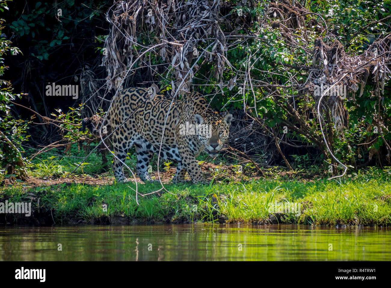 Jaguar (Panthera onca) a riva, shore vegetazione, Barranco Alto, Pantanal, Mato Grosso do Sul, Brasile Foto Stock