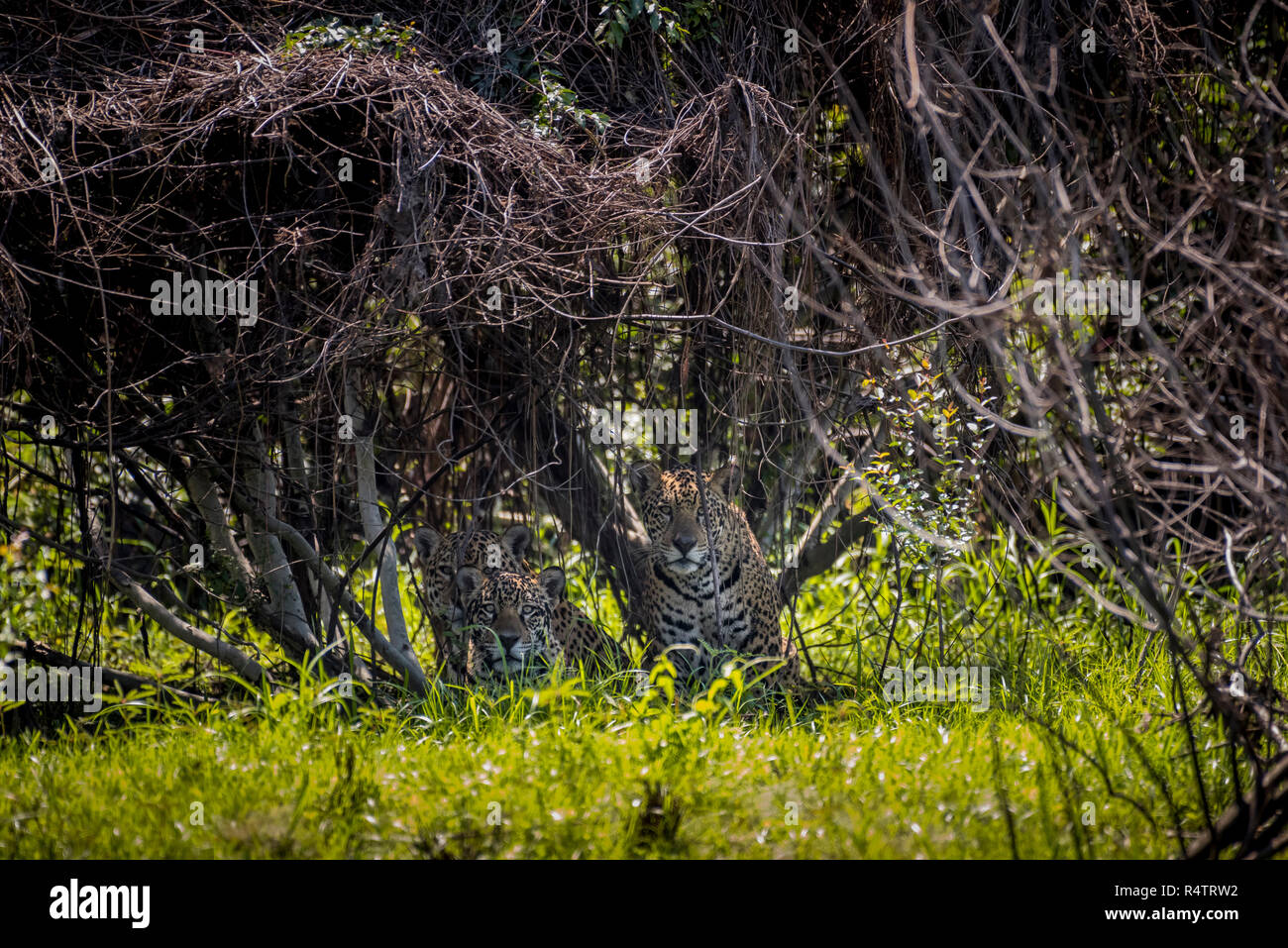 Tre Jaguar (Panthera onca) nascosta nella fitta vegetazione nelle boccole, Barranco Alto, Pantanal, Mato Grosso do Sul, Brasile Foto Stock