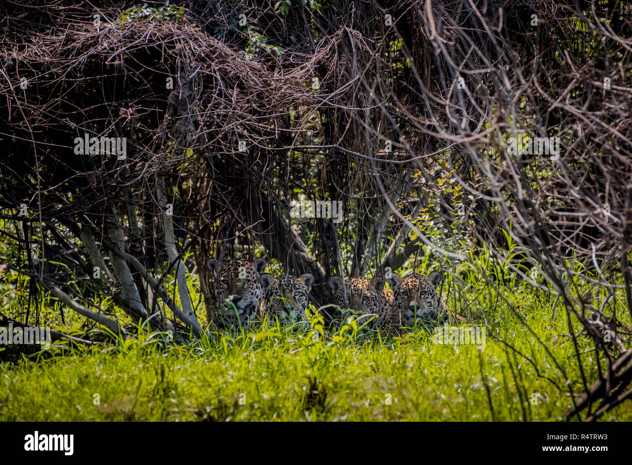 Quattro giaguari (Panthera onca) nascosta nella fitta vegetazione nelle boccole, Barranco Alto, Pantanal, Mato Grosso do Sul, Brasile Foto Stock
