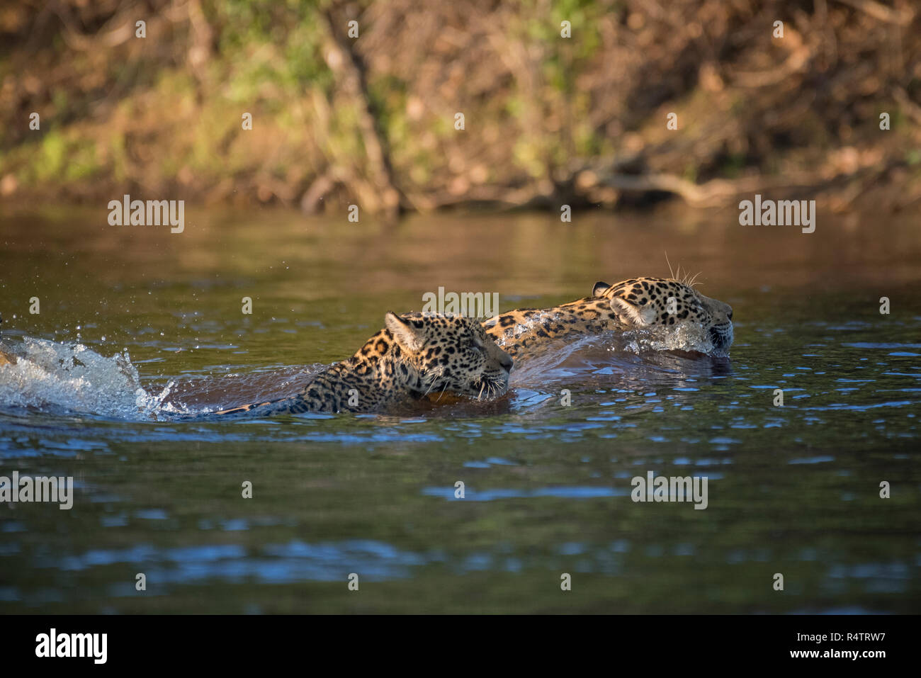 Due giaguari (Panthera onca), nuoto, attraversato il Rio Negro, Pantanal, Mato Grosso do Sul, Brasile Foto Stock