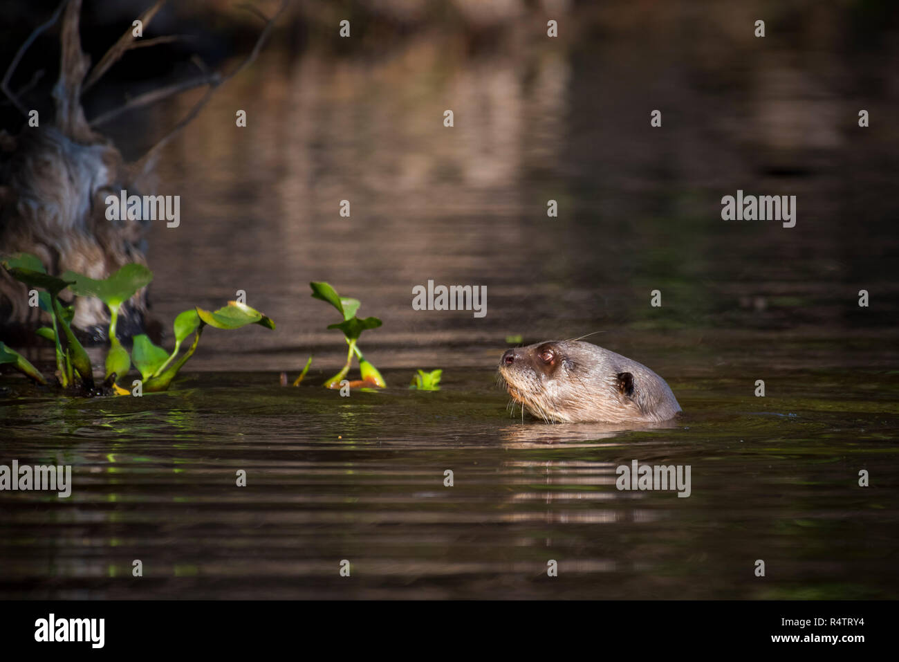 Lontra gigante (Pteronura brasiliensis) nuotare in acqua, Pantanal, Mato Grosso do Sul, Brasile Foto Stock