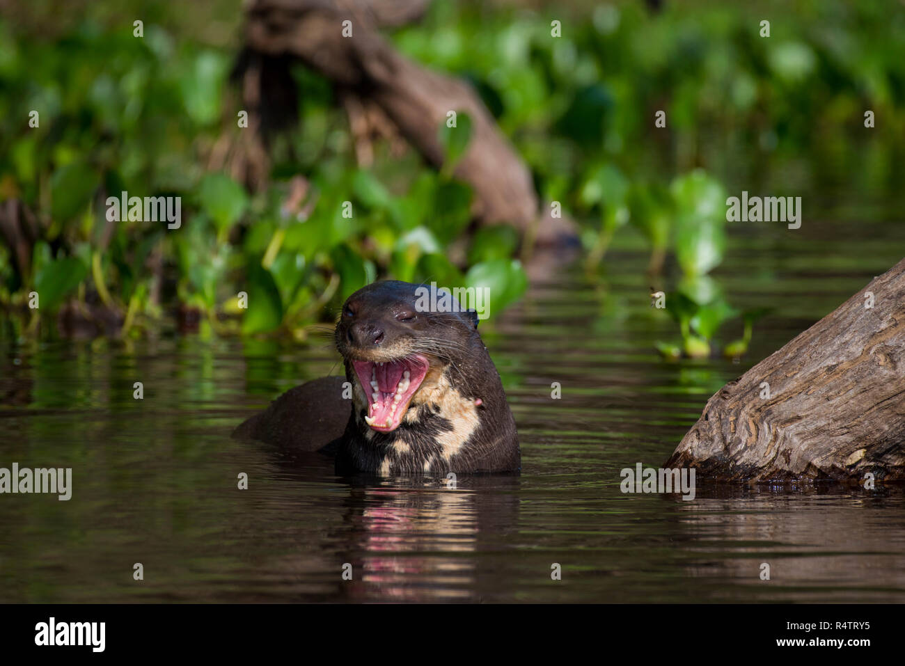 Lontra gigante (Pteronura brasiliensis) cortecce in acqua, a bocca aperta, Pantanal, Mato Grosso do Sul, Brasile Foto Stock
