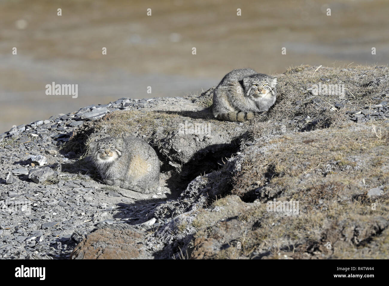 Due Pallas di gatti Foto Stock