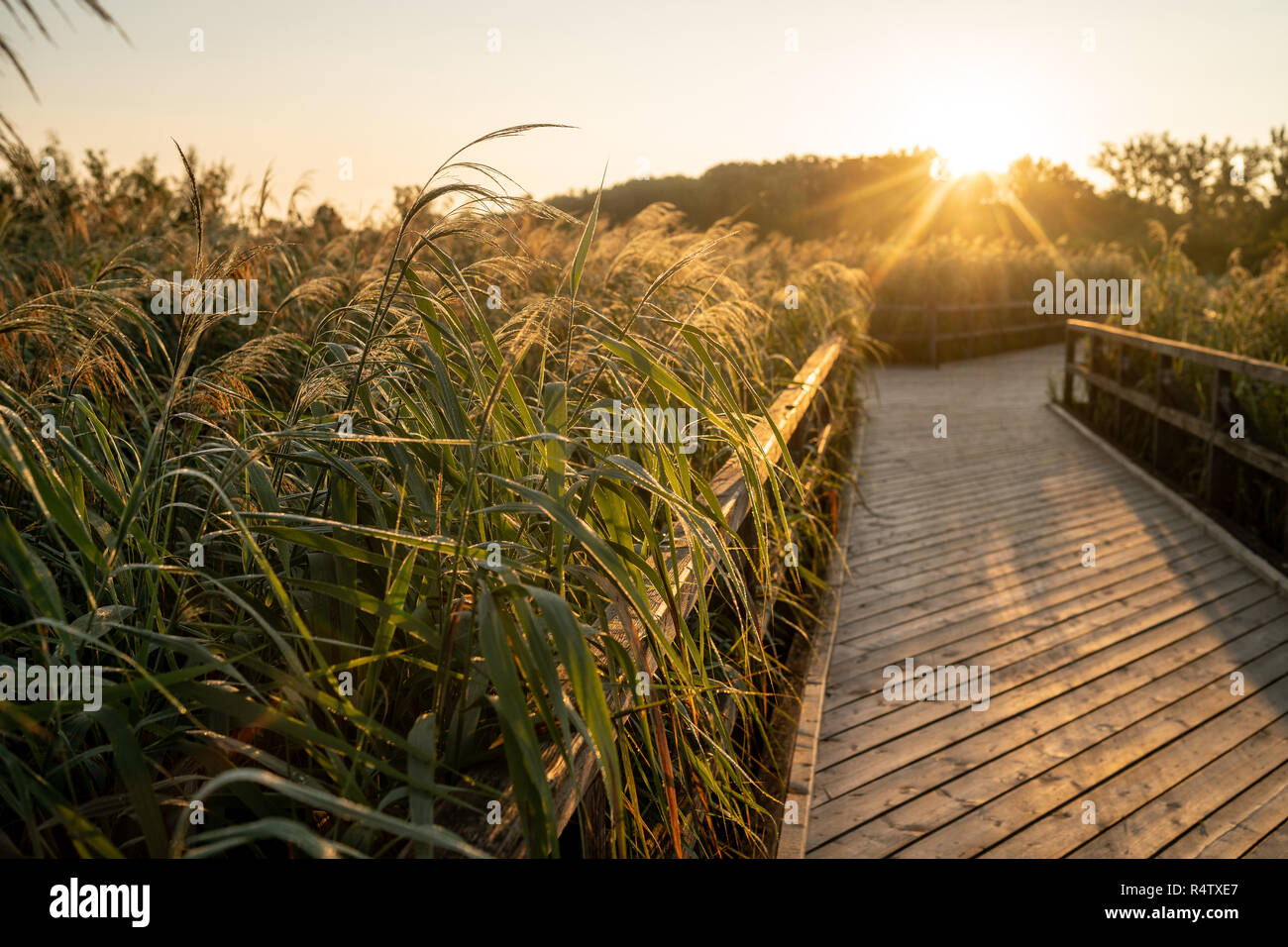 Sunrise scena al Josefsteg in Lobau vicino a Vienna Foto Stock