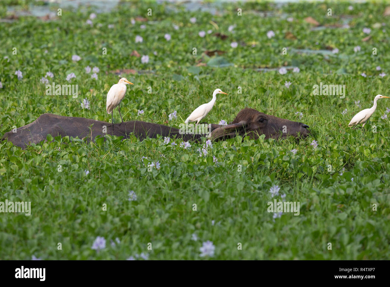 Eastern Airone guardabuoi (Bubulcus coromandus) il bufalo d'acqua (Bubalus bubalis) in comune giacinto di acqua (Eichhornia crassipes) Foto Stock