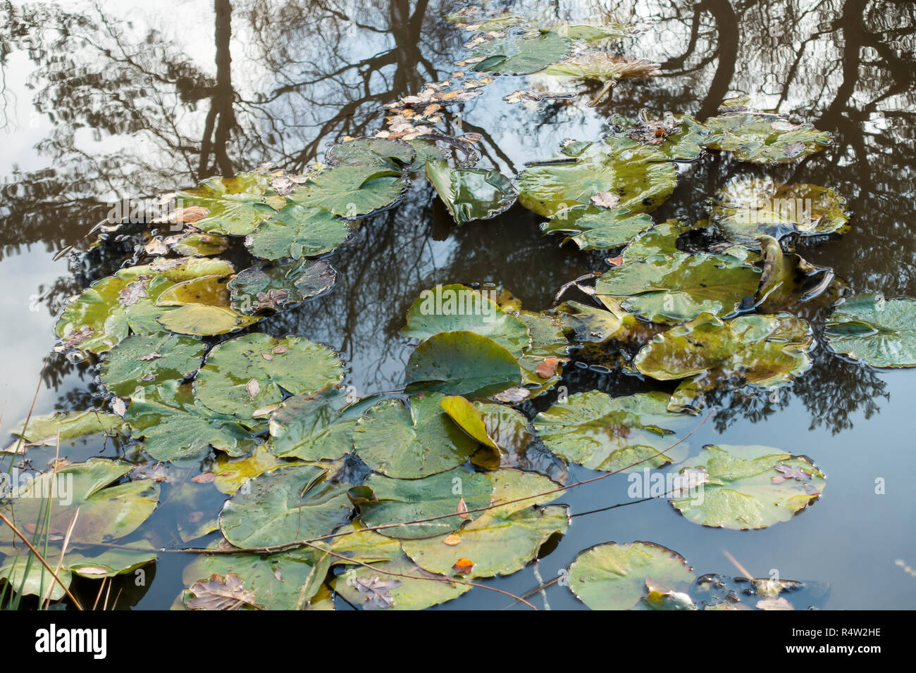Nymphaeaceae, acqua ninfee in uno stagno con riflessioni ad albero. Dorset, Regno Unito Foto Stock