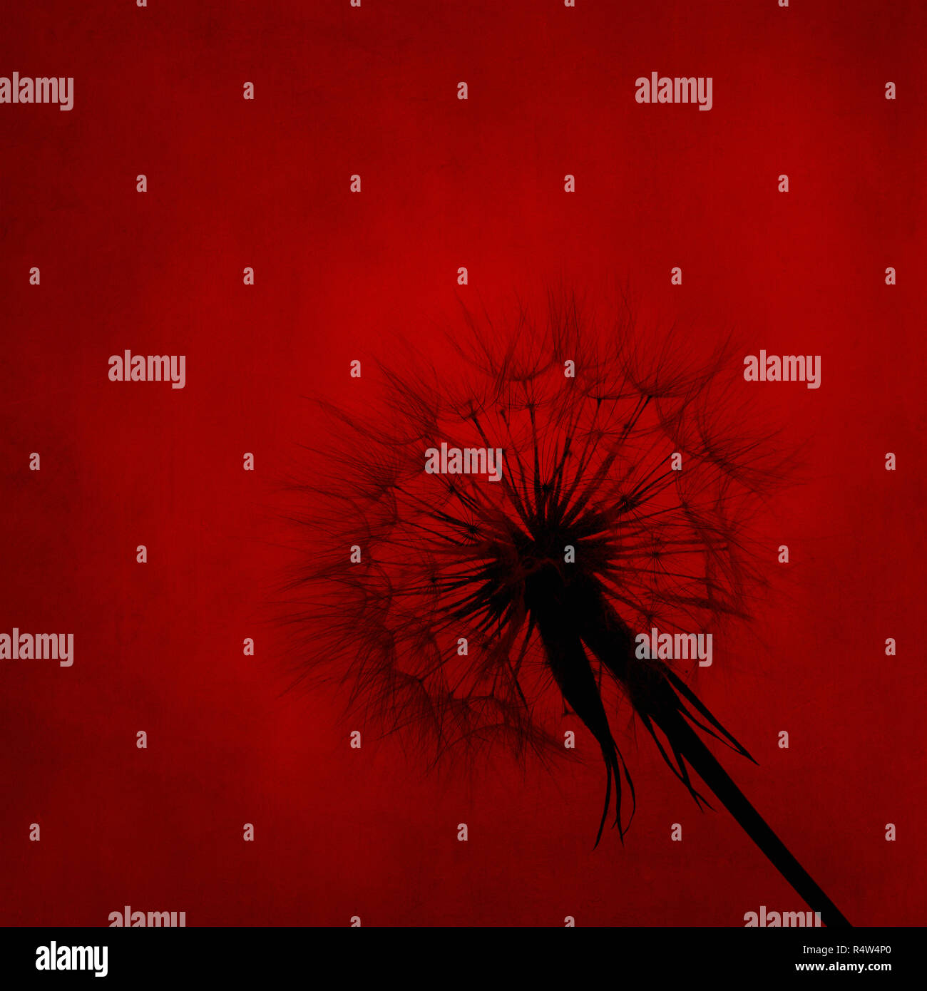 Tarassaco silhouette sulla tela rossa sullo sfondo a trama. Wall art design floreale. Foto Stock