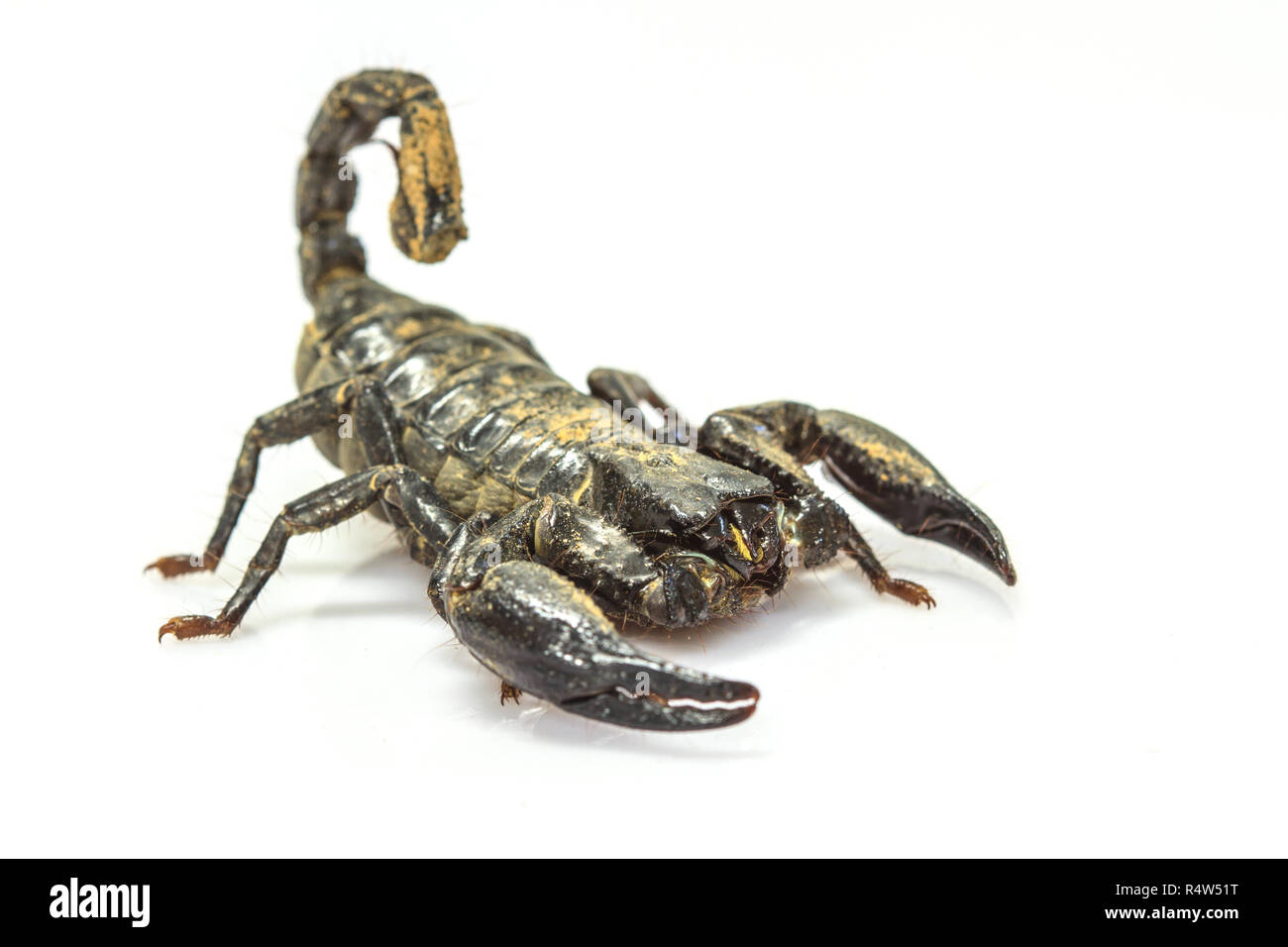 Scorpione ( Pandinus imperator) su sfondo bianco Foto Stock