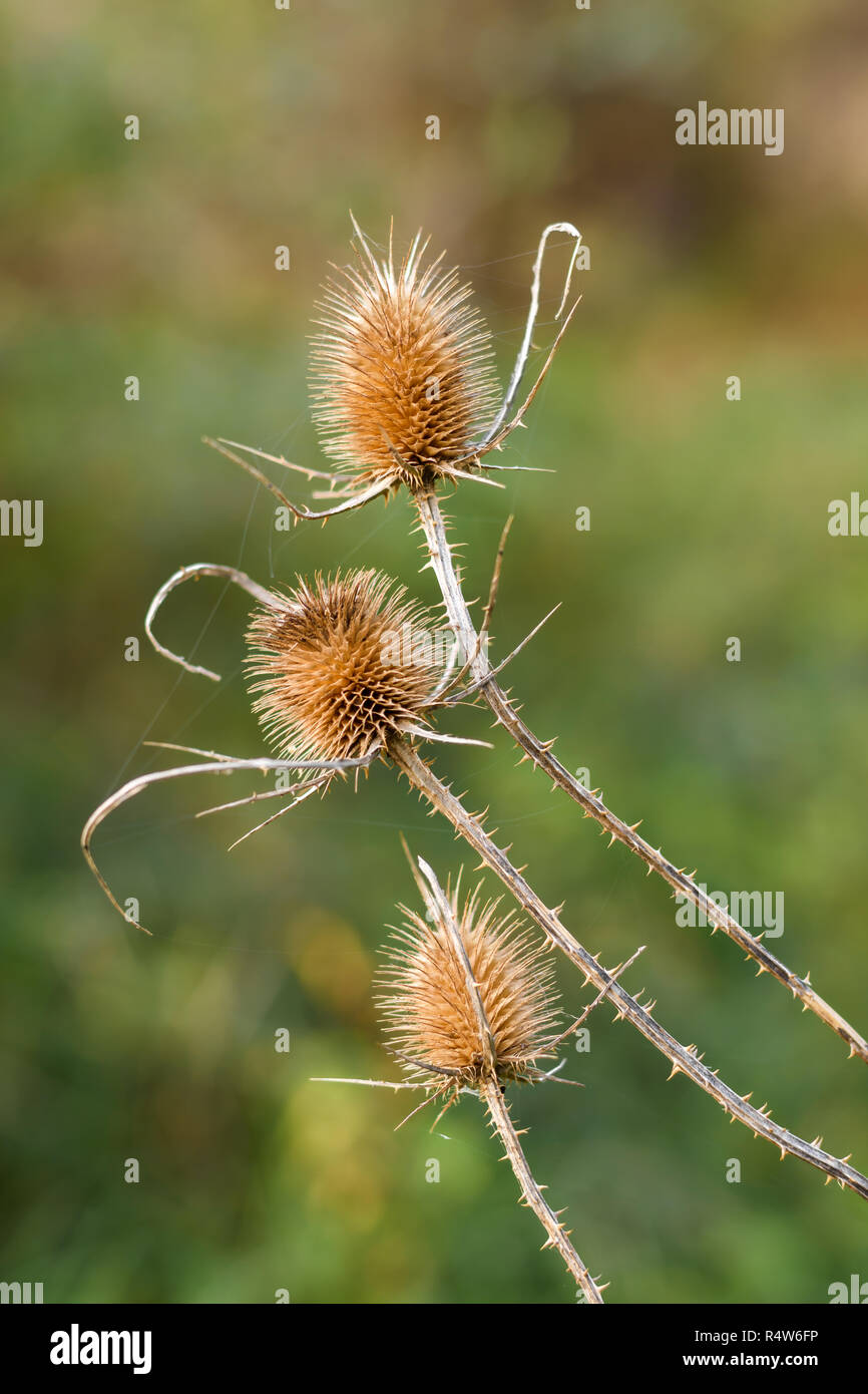 Asciugare thistle di Sun con sfocato sfondo verde. Foto Stock
