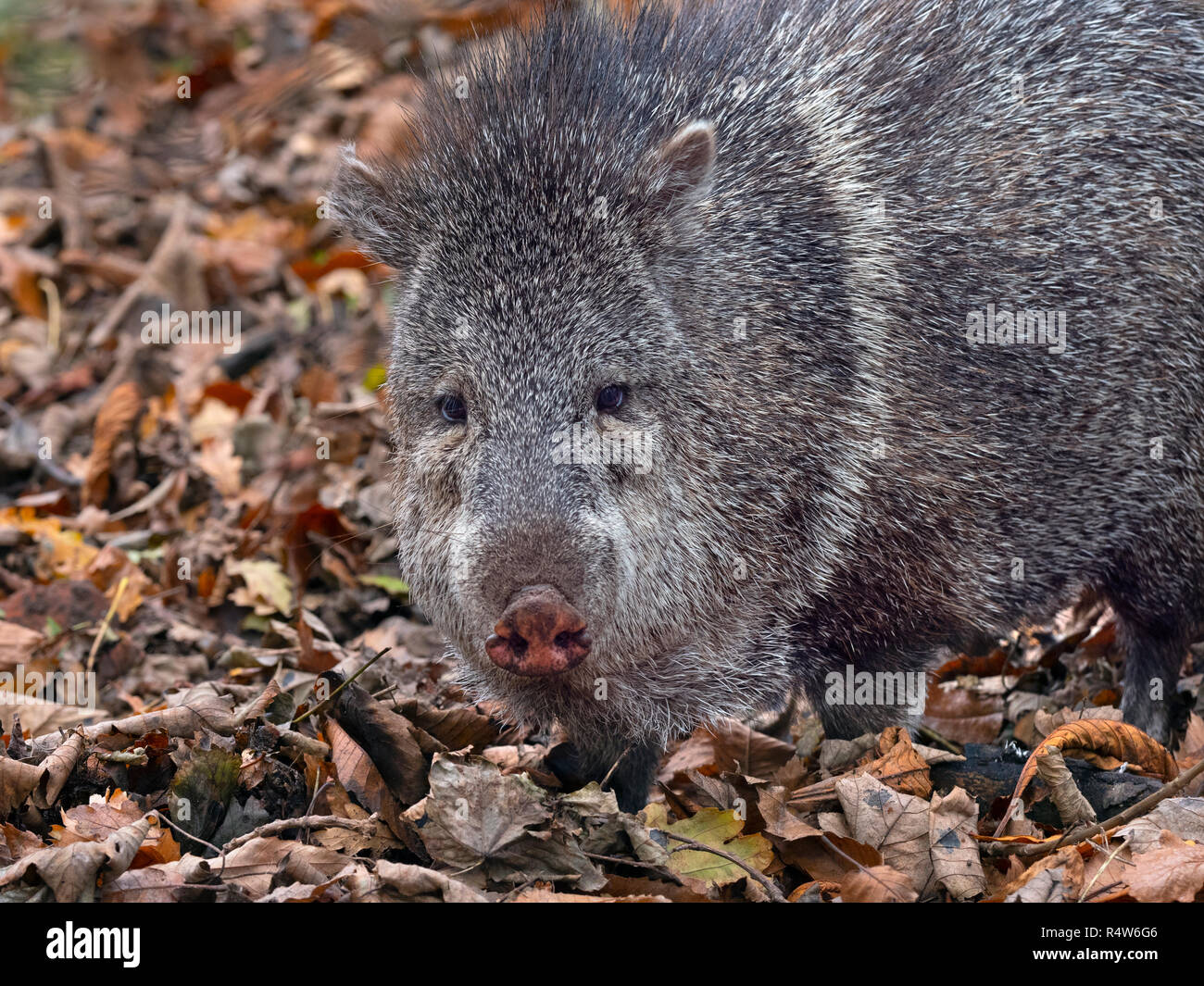 Collare Pecari pecari tajacu captive Foto Stock