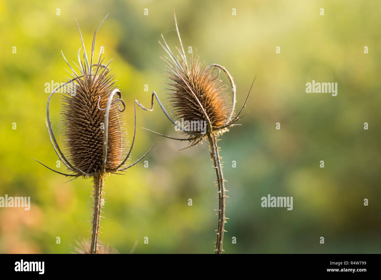 Asciugare thistle di Sun con sfocato sfondo verde. Foto Stock