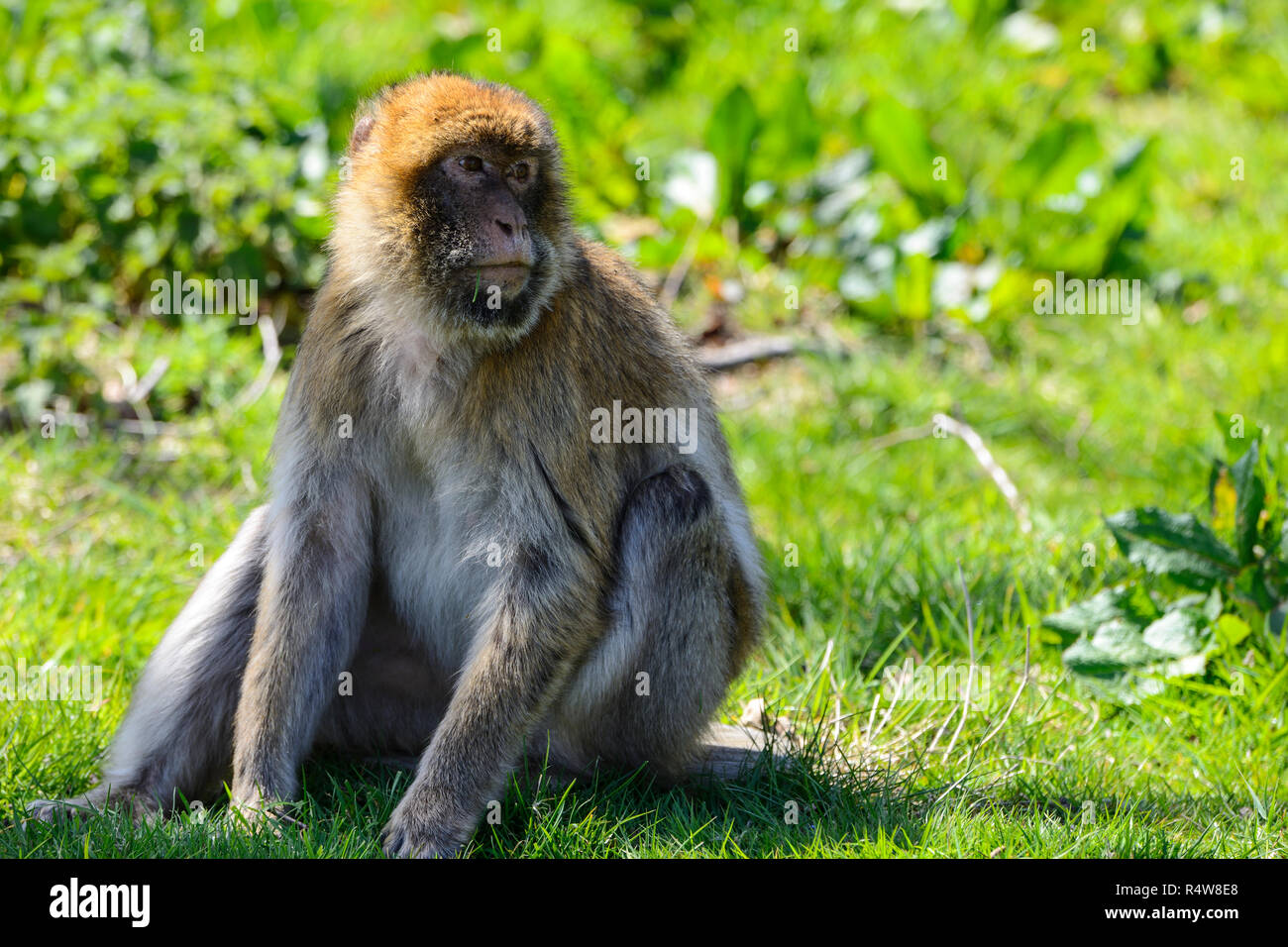 Barbary Macaque (Macaca Sylvanus) e Blair Drummond Safari Park, vicino a Stirling, Scozia, Regno Unito Foto Stock