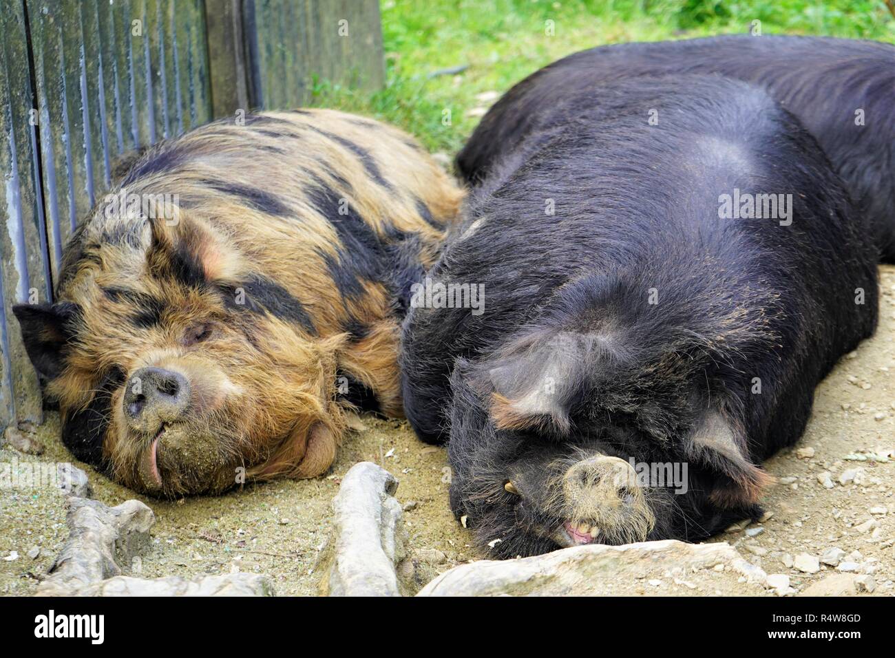 Due posti letto kune kune suini, Nuova Zelanda Isola del Sud Foto Stock