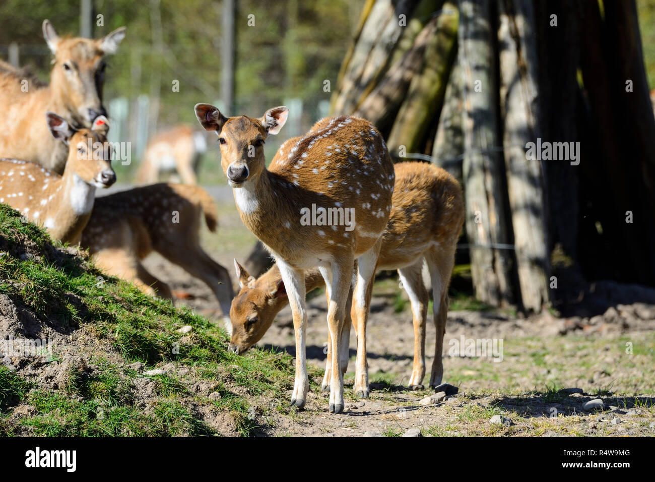 Cervi asse (asse asse) e Blair Drummond Safari Park, vicino a Stirling, Scozia, Regno Unito Foto Stock