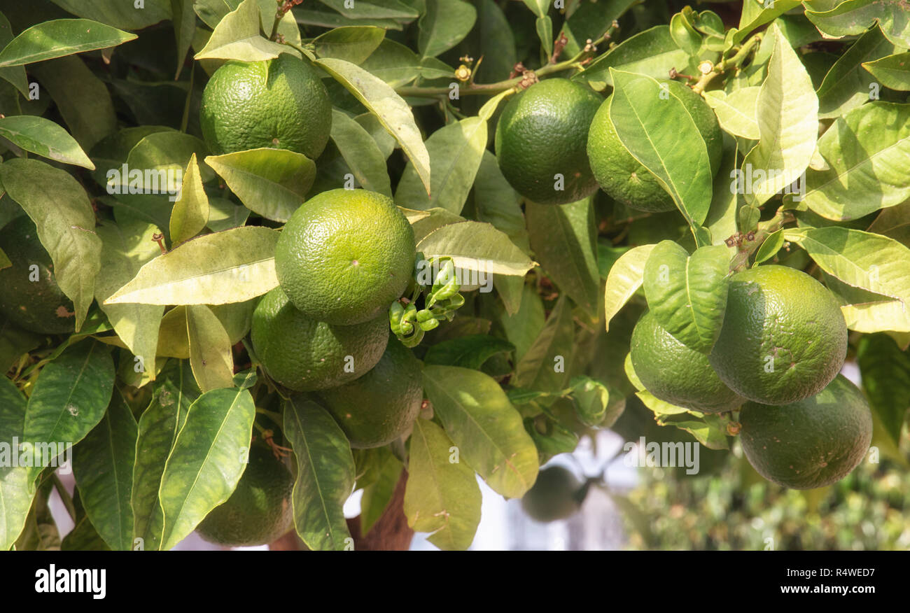 Un sacco di verde lime appeso a un albero nel giardino. Foto Stock