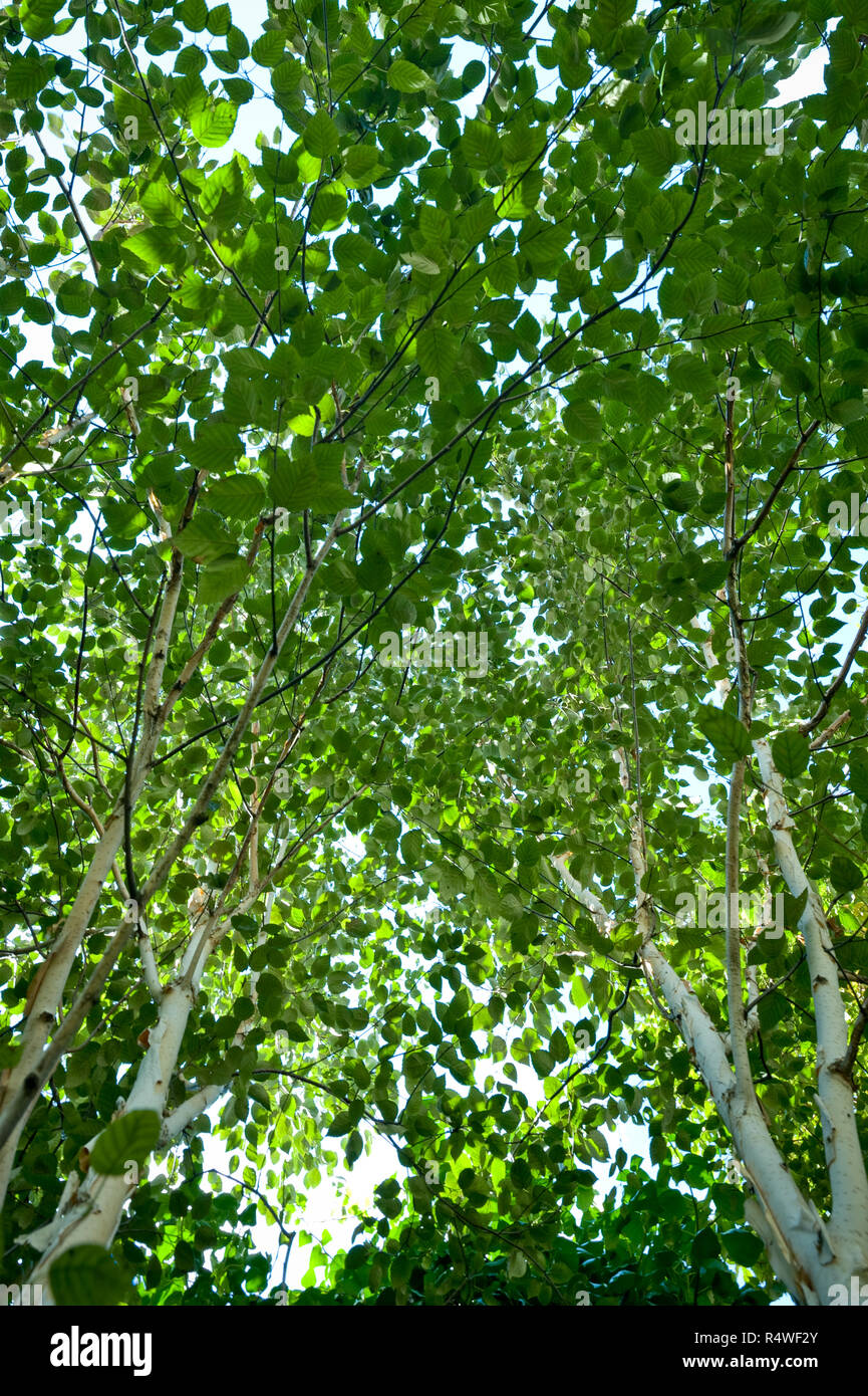 Guardando in alto nella fresca estate precoce la crescita di foglie verdi su alberi di betulla. Foto Stock