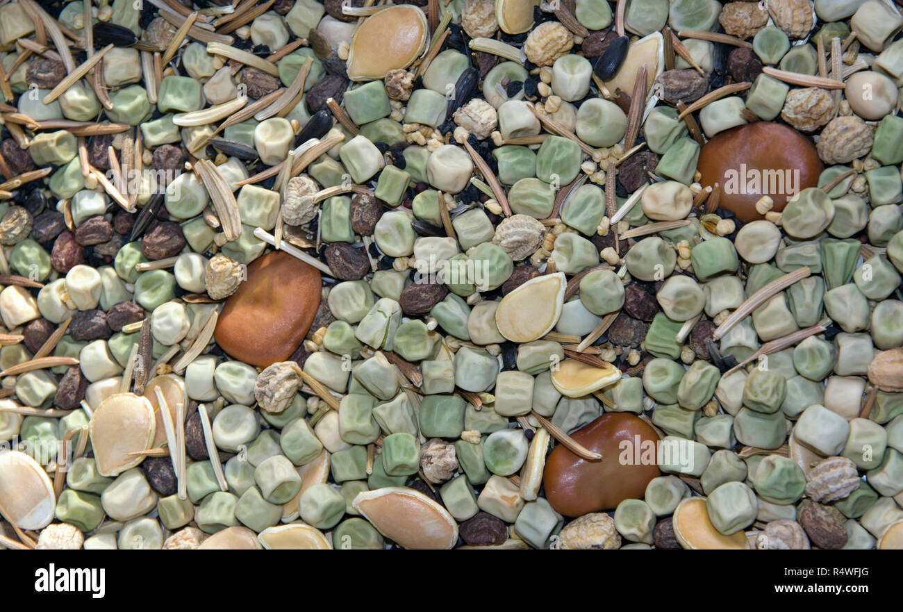 Verdure miste e semi di fiori Foto Stock