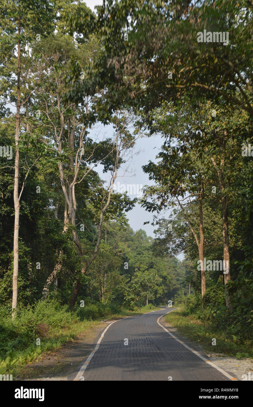 Buxa Riserva della Tigre di Buxa Parco Nazionale in Jalpaiguri distretto di West Bengal, India Foto Stock